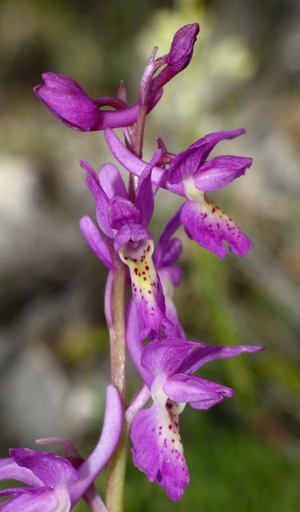 O.pauciflora, O.provincialis, O.quadripunctata, O.xcolemanii, 4 belle Orchis.